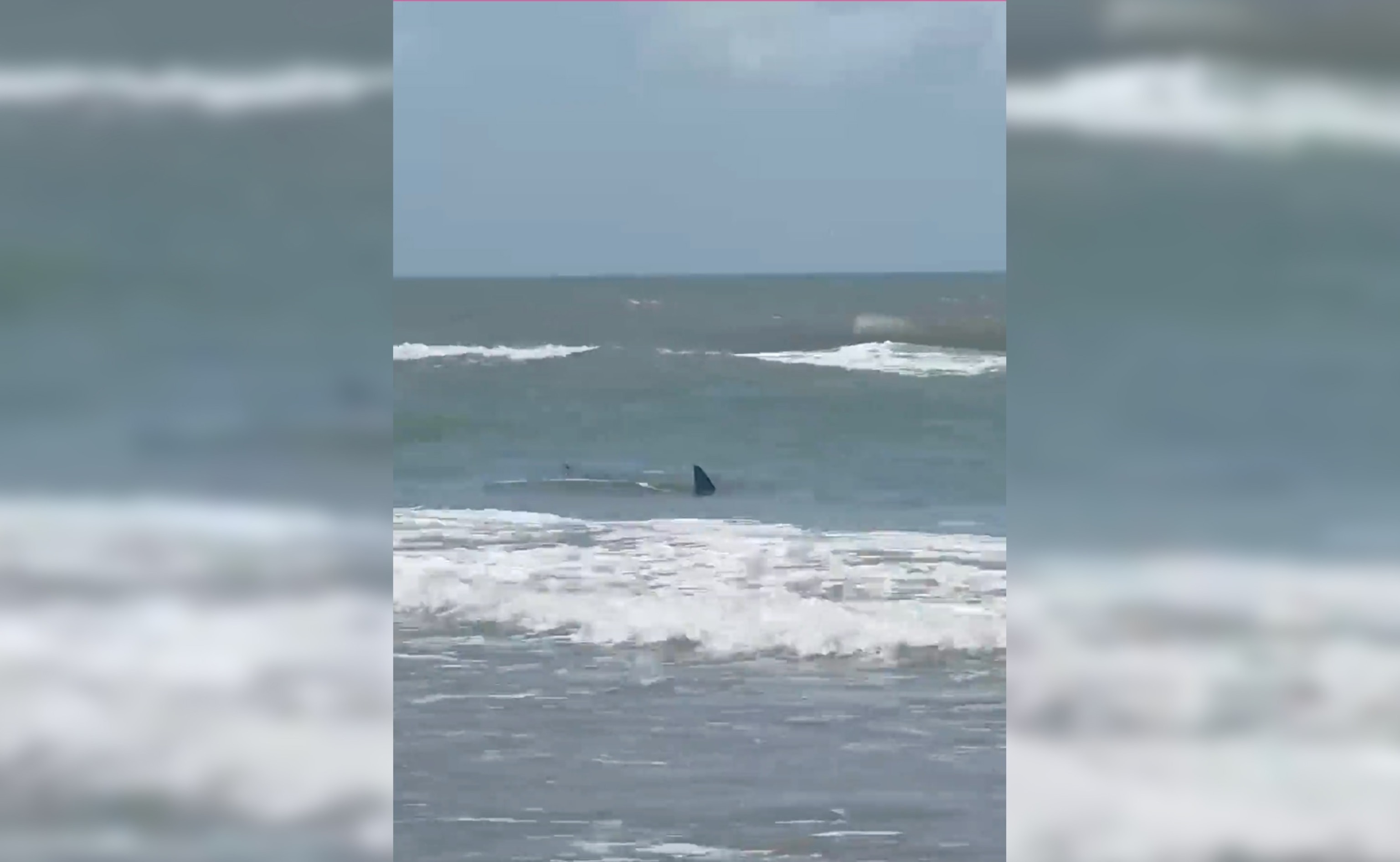 PHOTO: A shark is seen near where a man was bitten off South Padre Island, Texas, July 4, 2024.